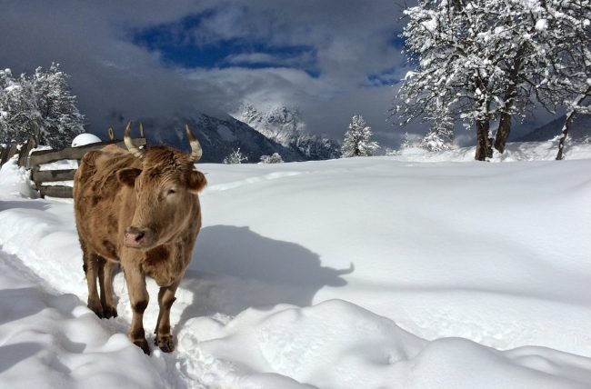Kuh während dem Winterhike nach Mazeri in Swanetien, Georgien
