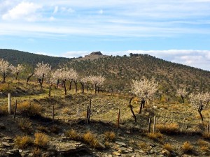 Mandelbäume Sierra Nevada